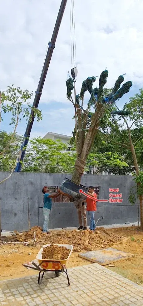 Tree Delivery